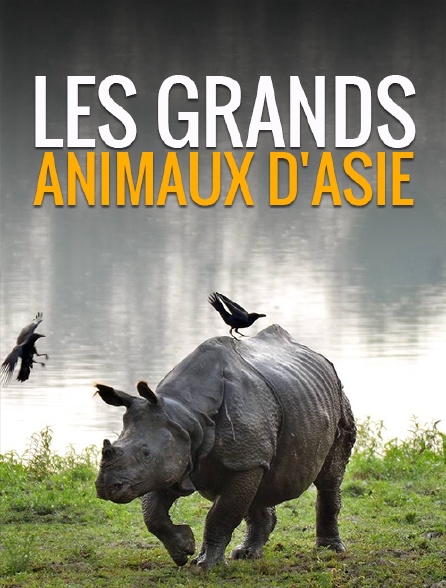 Les grands animaux d'Asie