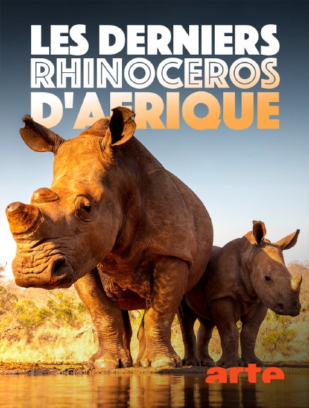 Arte - Les derniers rhinocéros d'Afrique