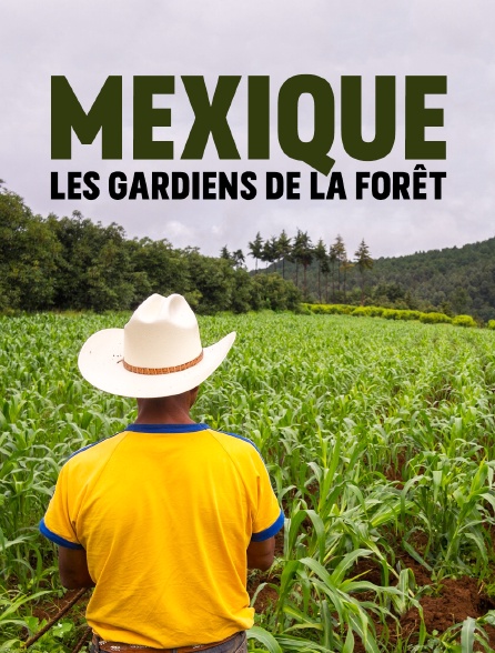 Mexique, les gardiens de la forêt