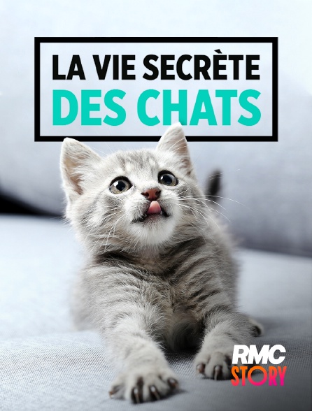 RMC Story - La vie secrète des chats