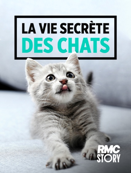 RMC Story - La vie secrète des chats