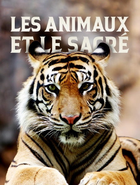 Les animaux et le sacré