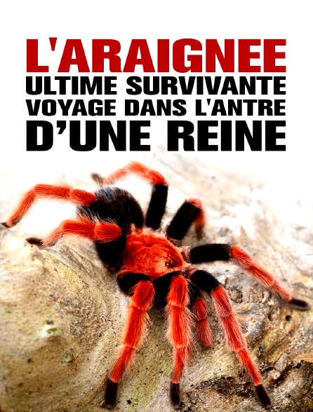 L'Araignée, ultime survivante - Voyage dans l'antre d'une reine