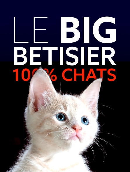 Le big bêtisier 100% chats