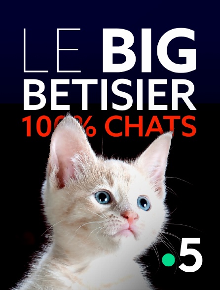 France 5 - Le big bêtisier 100% chats