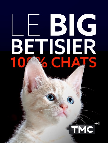 TMC +1 - Le big bêtisier 100% chats