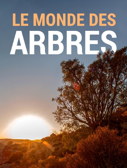 Le monde des arbres