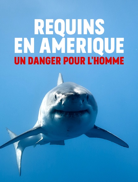 Requins en Amérique : un danger pour l'homme