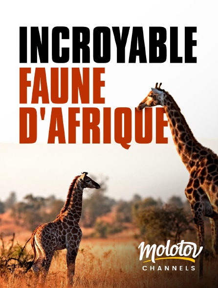 Mango - Incroyable faune d'afrique