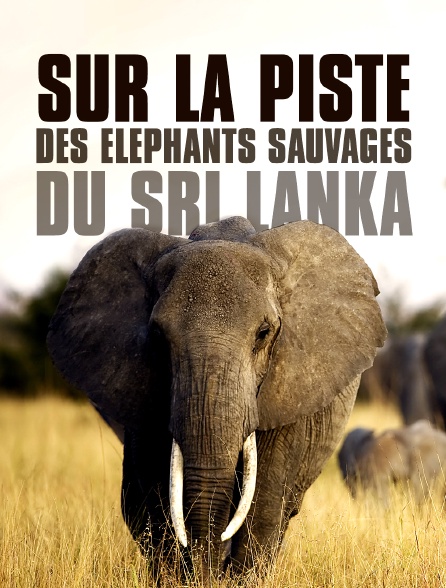 Sur la piste des éléphants sauvages du Sri Lanka