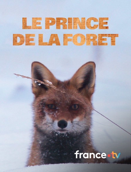 france.tv - Le prince de la forêt