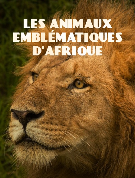 Les animaux emblématiques d'Afrique