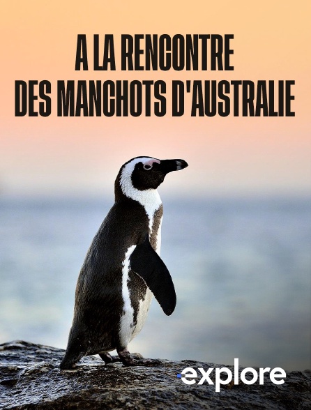 EXPLORE - A la rencontre des manchots d'Australie