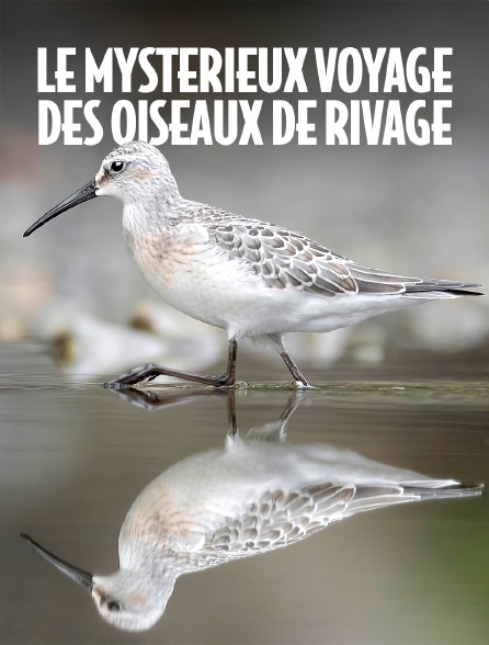 Le mystérieux voyage des oiseaux de rivage