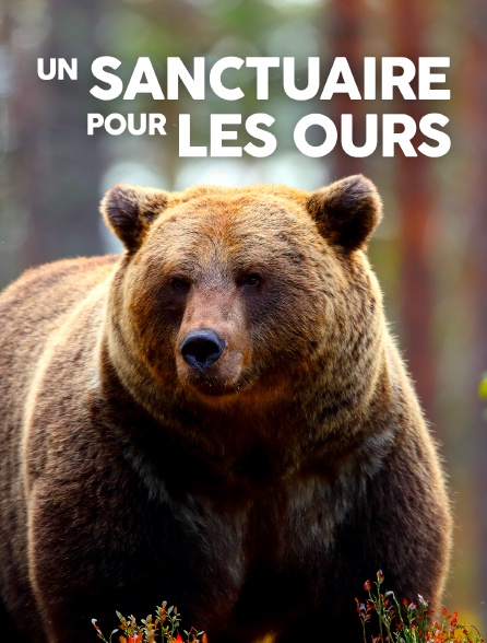 Un sanctuaire pour les ours