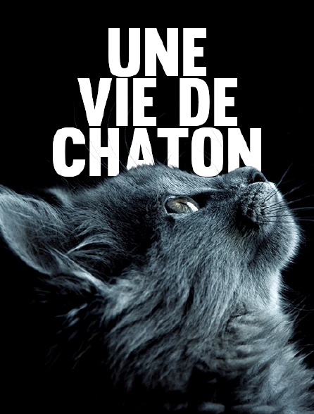 Une vie de chaton