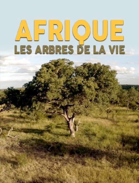 Afrique, les arbres de la vie