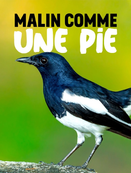 Malin comme une pie