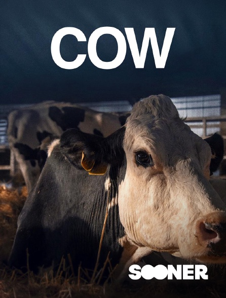 Sooner - Cow
