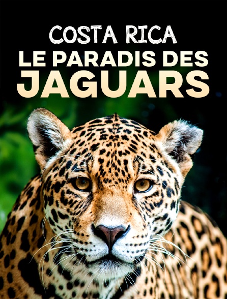Costa Rica : Le paradis des jaguars