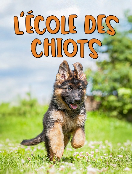 L'école des chiots