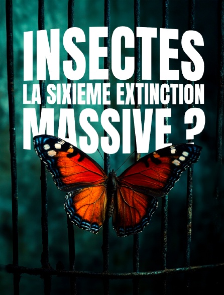 Insectes, la sixième extinction massive ?