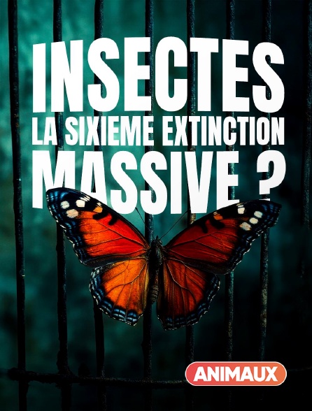 Animaux - Insectes, la sixième extinction massive ?