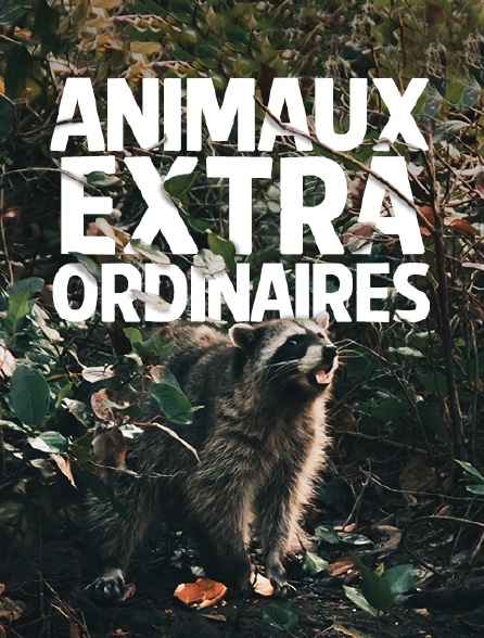 Animaux extraordinaires