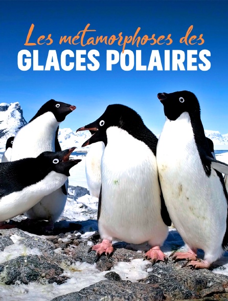 Les métamorphoses des glaces polaires : Un défi pour les écosystèmes