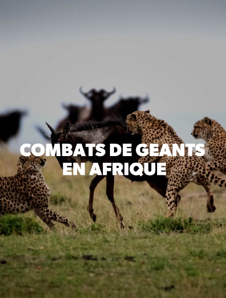 Combats de géants en Afrique