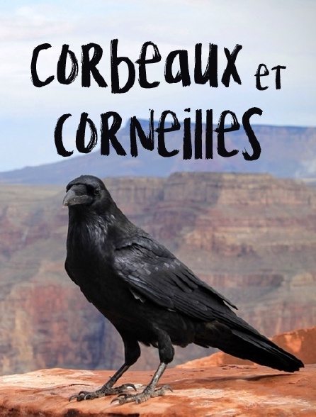 Corbeaux et corneilles