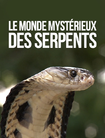 Le Serpent En Streaming Le monde mystérieux des serpents en Streaming - Molotov.tv
