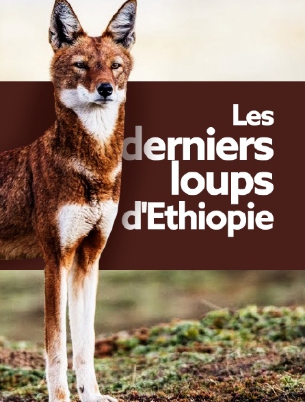 Les derniers loups d'Ethiopie