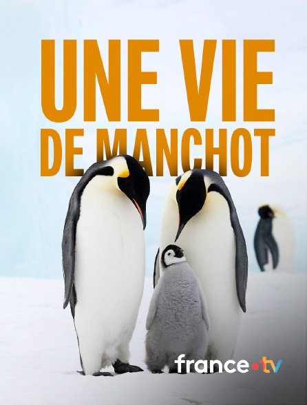 france.tv - Une vie de manchot