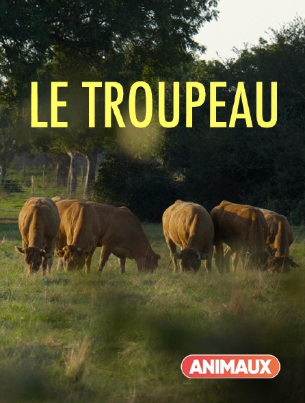 Animaux - Le troupeau