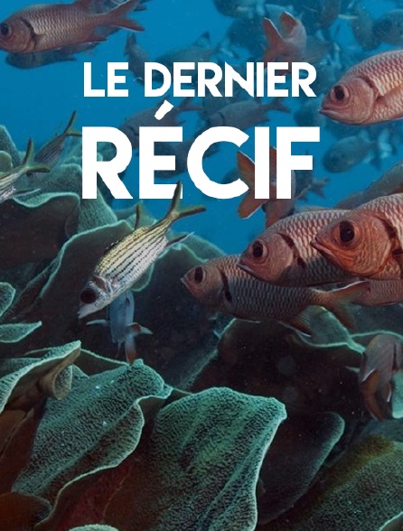 Le dernier récif