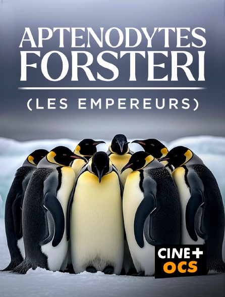 CINÉ Cinéma - Aptenodytes forsteri (les empereurs)