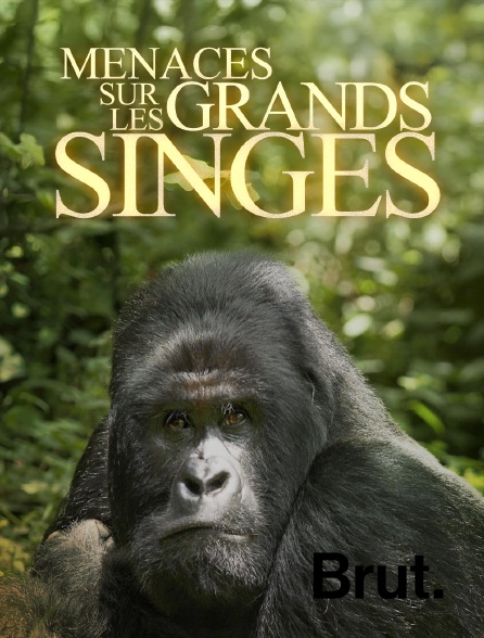 Brut - En danger : menace sur les grands singes en replay