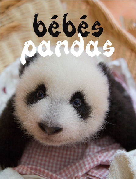 Bébés pandas