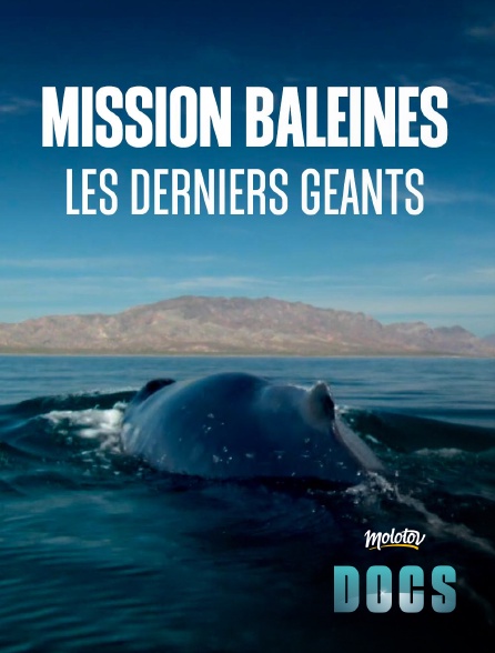 Molotov Channels Docs - Mission Baleines : Les derniers géants