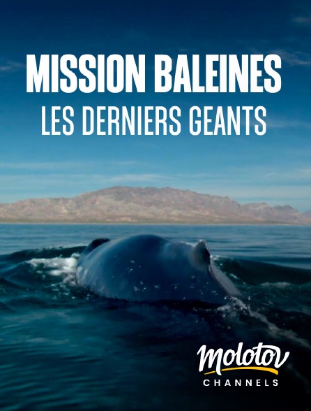 Molotov Channels - Mission Baleines : Les derniers géants