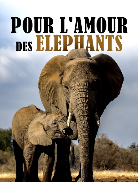 Pour l'amour des éléphants