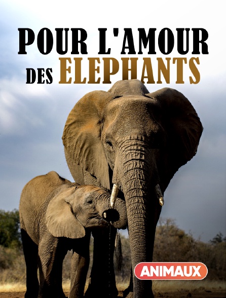 Animaux - Pour l'amour des éléphants