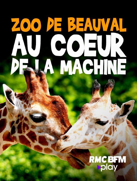 RMC BFM Play - ZooParc de Beauval : au coeur de la machine