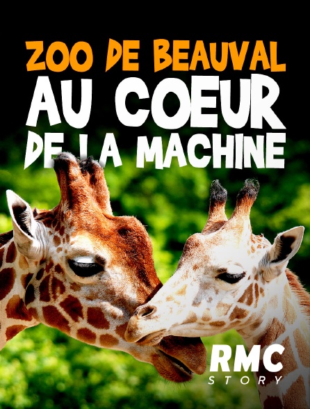 RMC Story - ZooParc de Beauval : au coeur de la machine