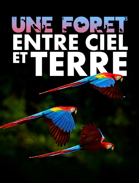 Une forêt entre ciel et terre