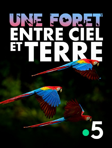 France 5 - Une forêt entre ciel et terre