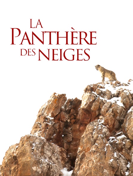 La panthère des neiges