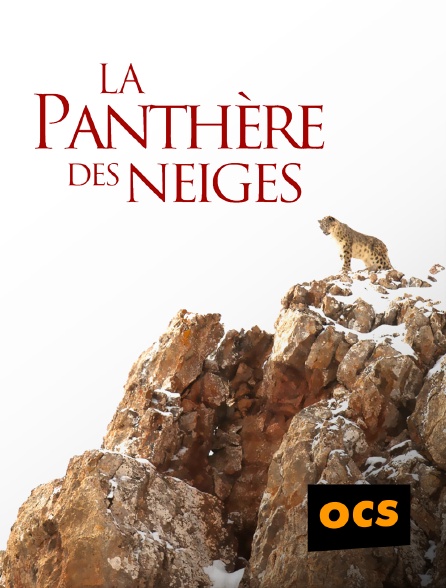 OCS - La panthère des neiges