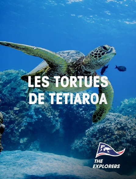The Explorers - Les tortues de Tetiaroa
